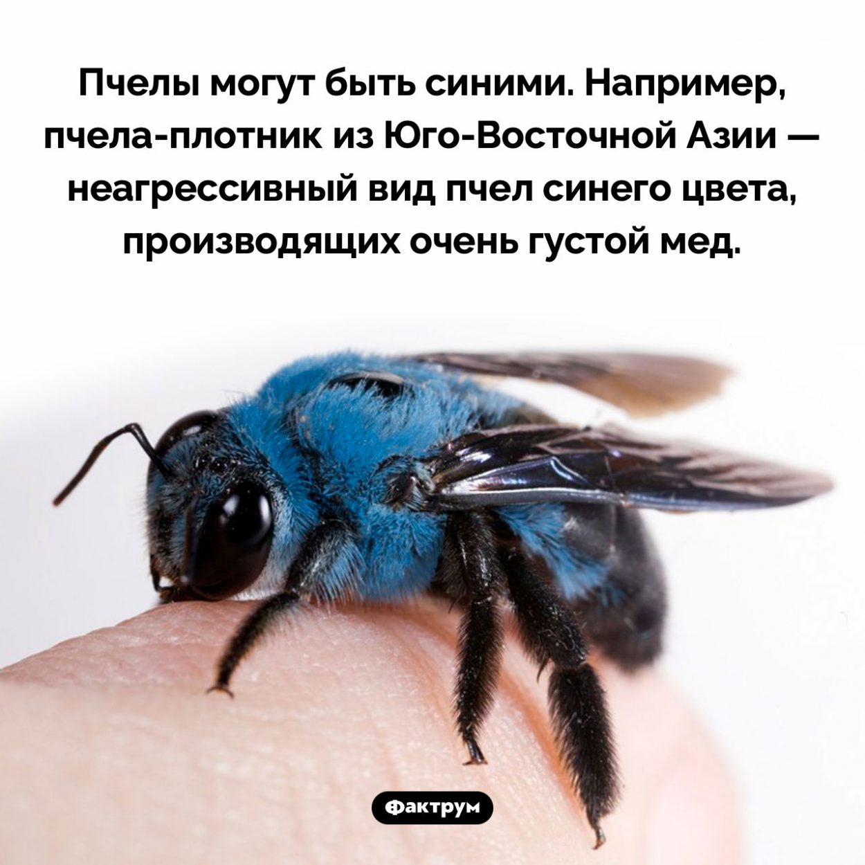 Синие пчелы. Пчелы могут быть синими. Например, пчела-плотник из Юго-Восточной Азии — неагрессивный вид пчел синего цвета, производящих очень густой мед.