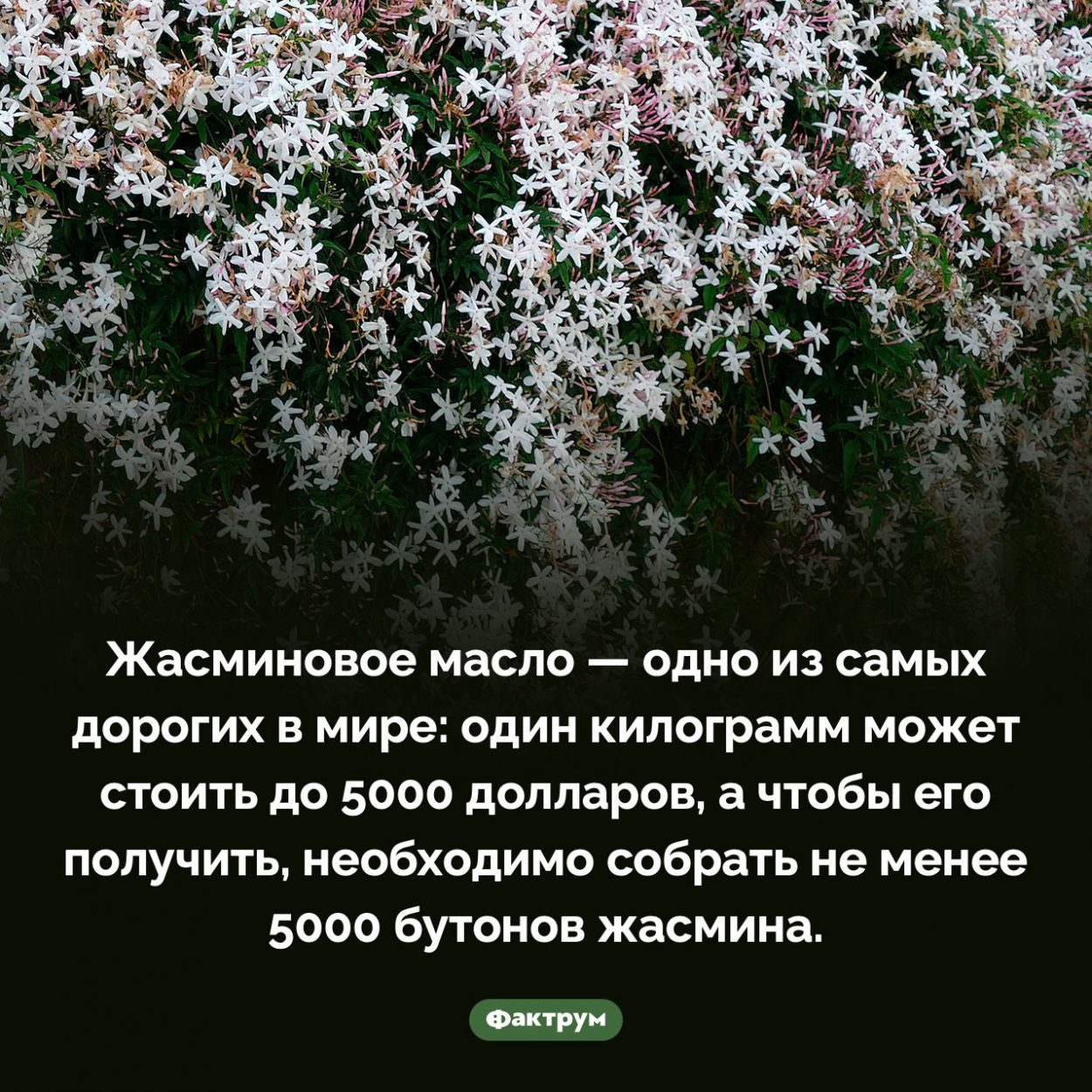 Сколько стоит жасминовое масло. Жасминовое масло — одно из самых дорогих в мире: один килограмм может стоить до 5000 долларов, а чтобы его получить, необходимо собрать не менее 5000 бутонов жасмина.