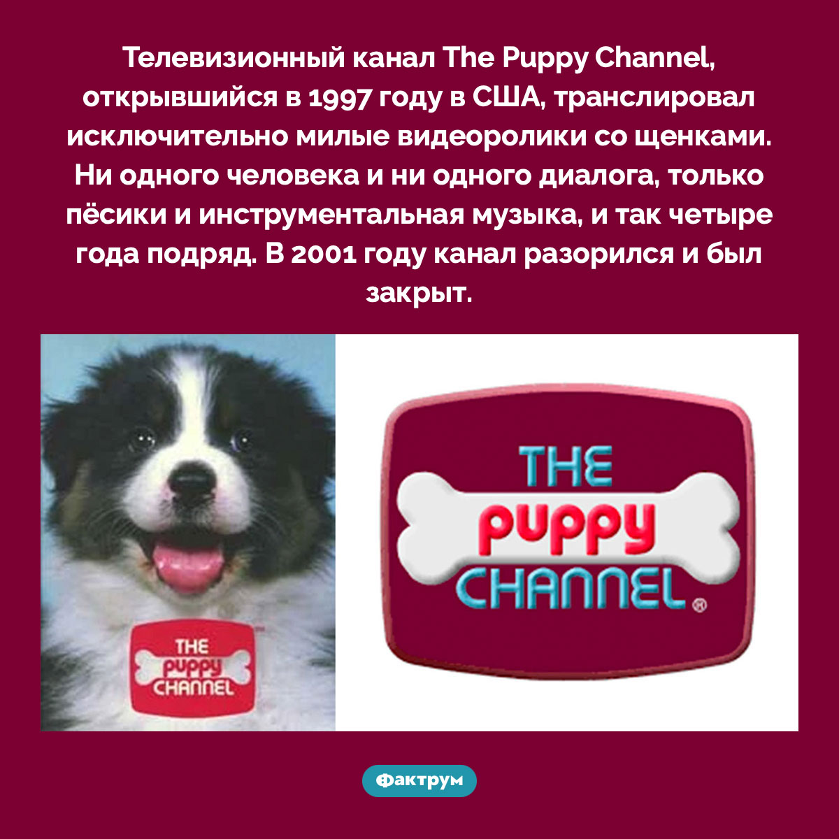 The Puppy Channel. Телевизионный канал The Puppy Channel, открывшийся в 1997 году в США, транслировал исключительно милые видеоролики со щенками. Ни одного человека и ни одного диалога, только пёсики и инструментальная музыка, и так четыре года подряд. В 2001 году канал разорился и был закрыт.