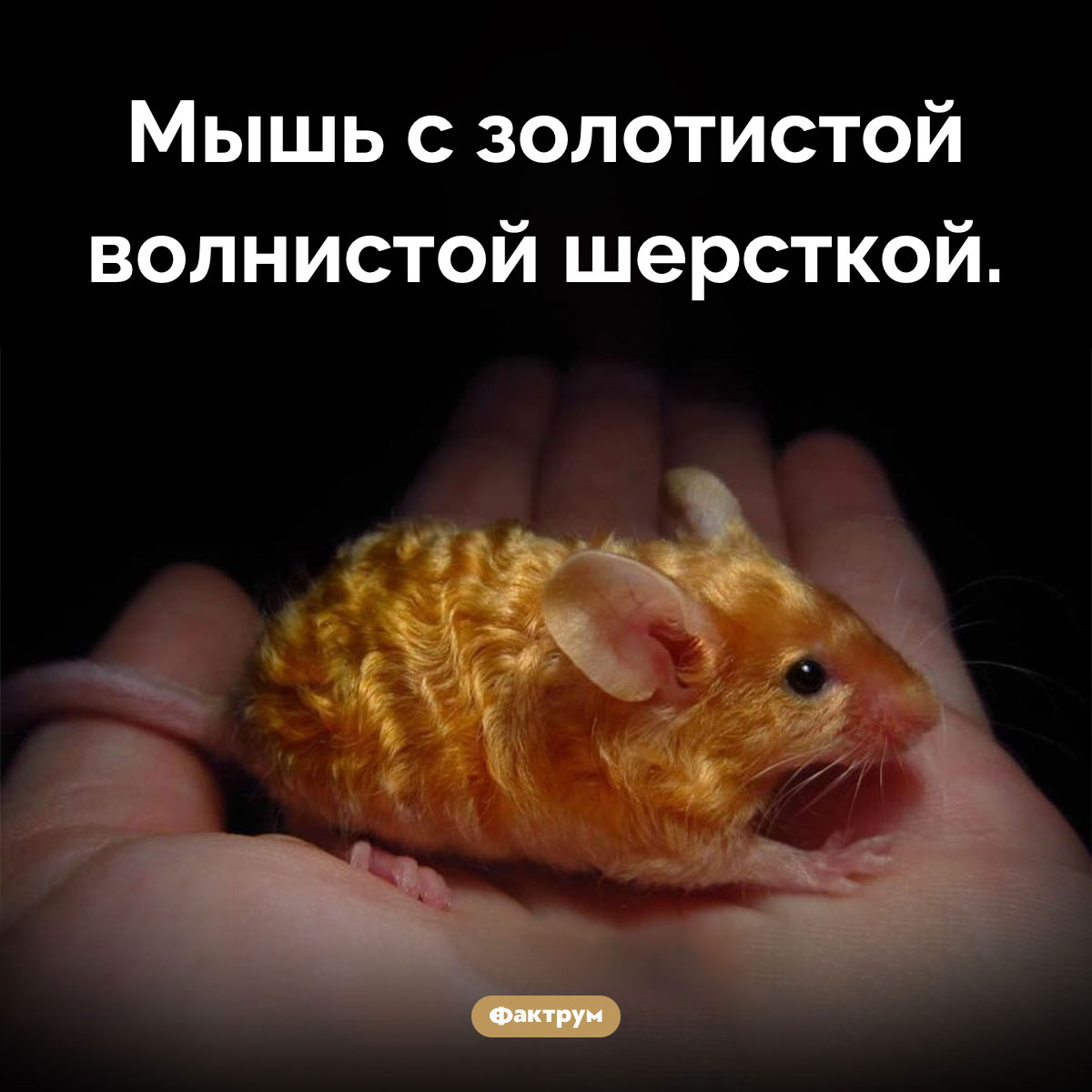 Золотая волнистая мышь