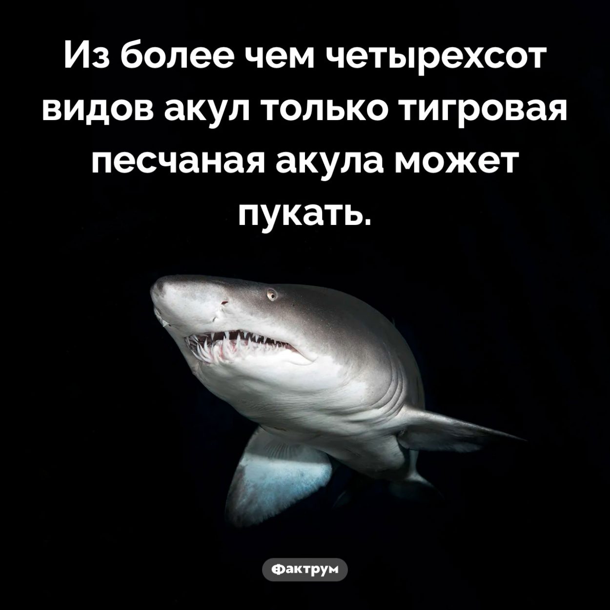 Акулы и кишечные газы. Из более чем четырехсот видов акул только тигровая песчаная акула может пукать.