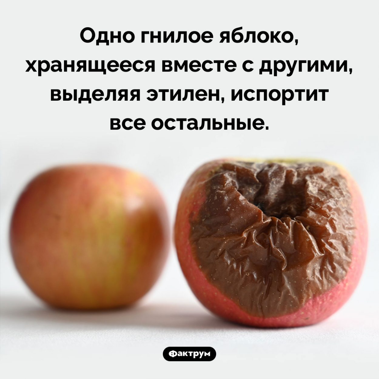 Эффект гнилого яблока. Одно гнилое яблоко, хранящееся вместе с другими, выделяя этилен, испортит все остальные.