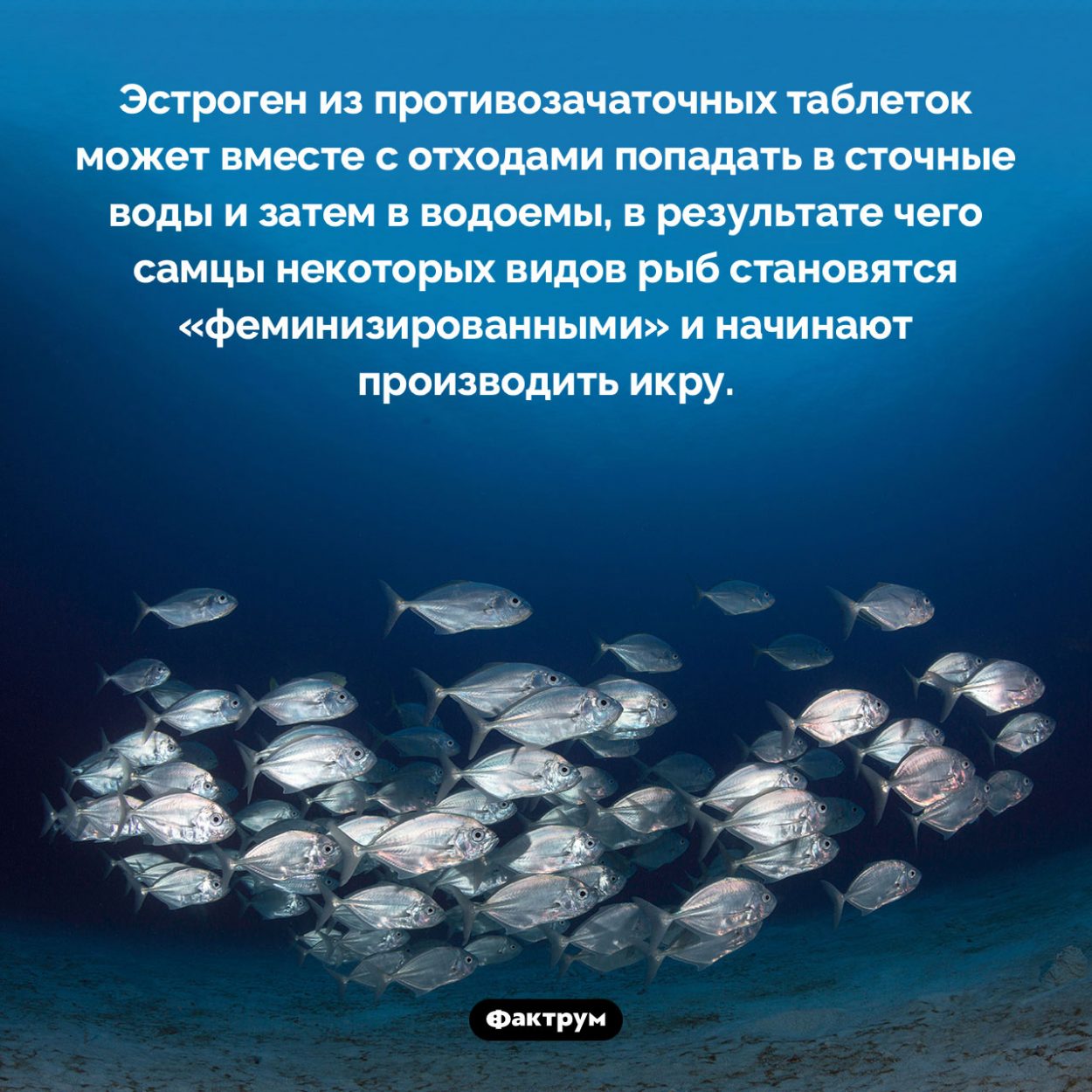 Как противозачаточные средства вредят рыбам. Эстроген из противозачаточных таблеток может вместе с отходами попадать в сточные воды и затем в водоемы, в результате чего самцы некоторых видов рыб становятся «феминизированными» и начинают производить икру.