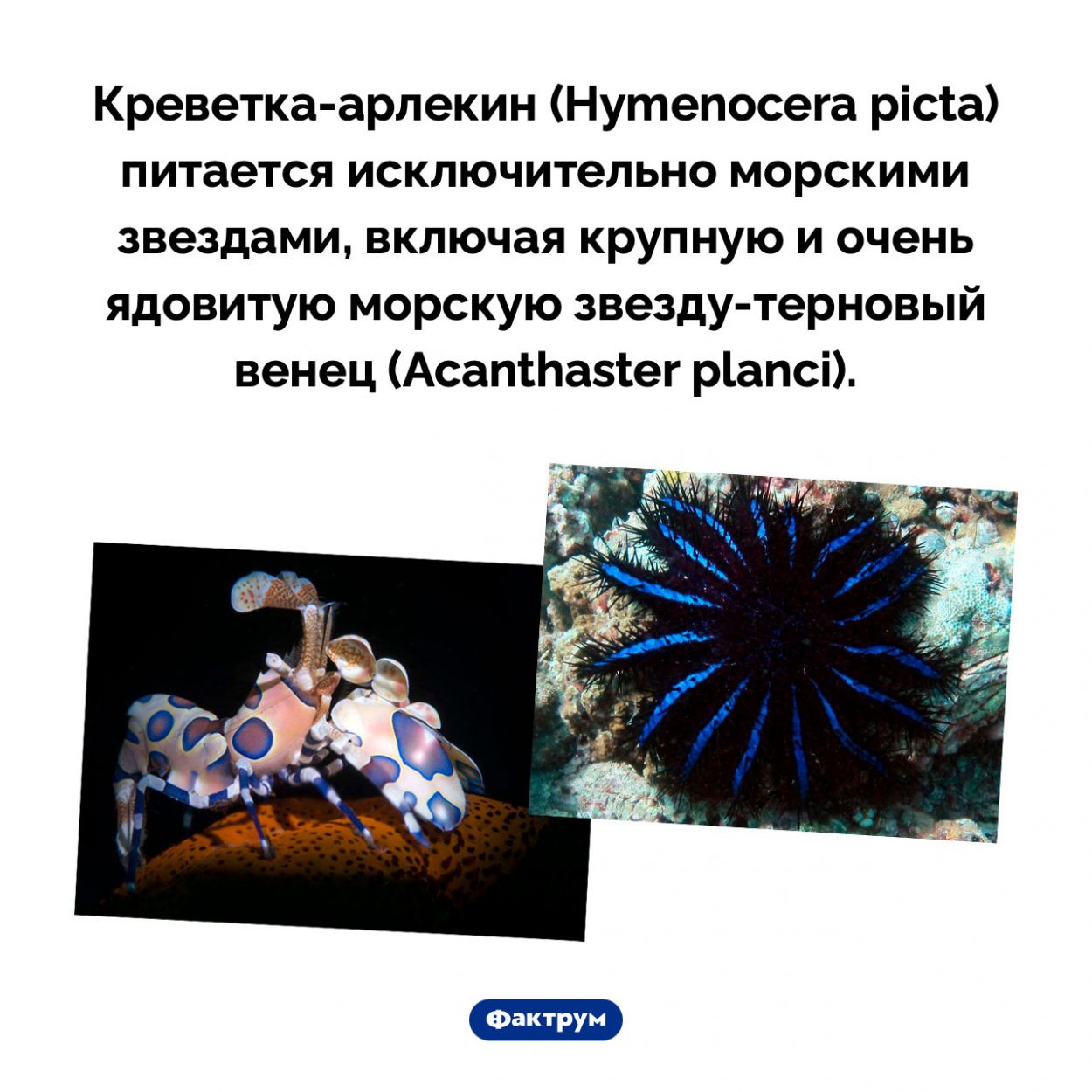 Креветка-арлекин и морская звезда-терновый венец. Креветка-арлекин (Hymenocera picta) питается исключительно морскими звездами, включая крупную и очень ядовитую морскую звезду-терновый венец (Acanthaster planci).