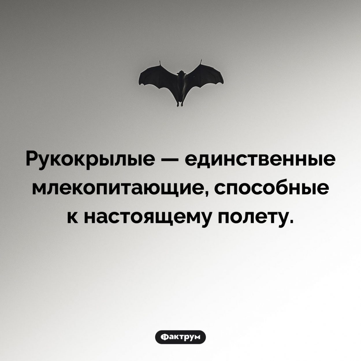 Летучие мыши и полет. Рукокрылые — единственные млекопитающие, способные к настоящему полету.