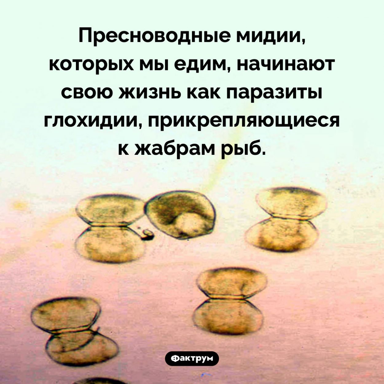 Мидии начинают свою жизнь как паразиты рыб. Пресноводные мидии, которых мы едим, начинают свою жизнь как паразиты глохидии, прикрепляющиеся к жабрам рыб.