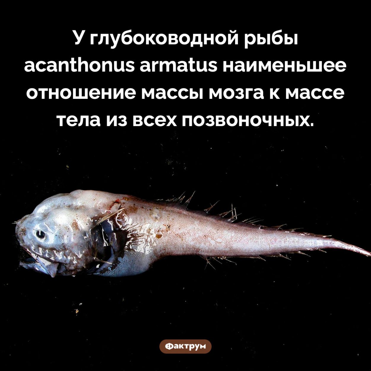 Мозг acanthonus armatus. У глубоководной рыбы acanthonus armatus наименьшее отношение массы мозга к массе тела из всех позвоночных.