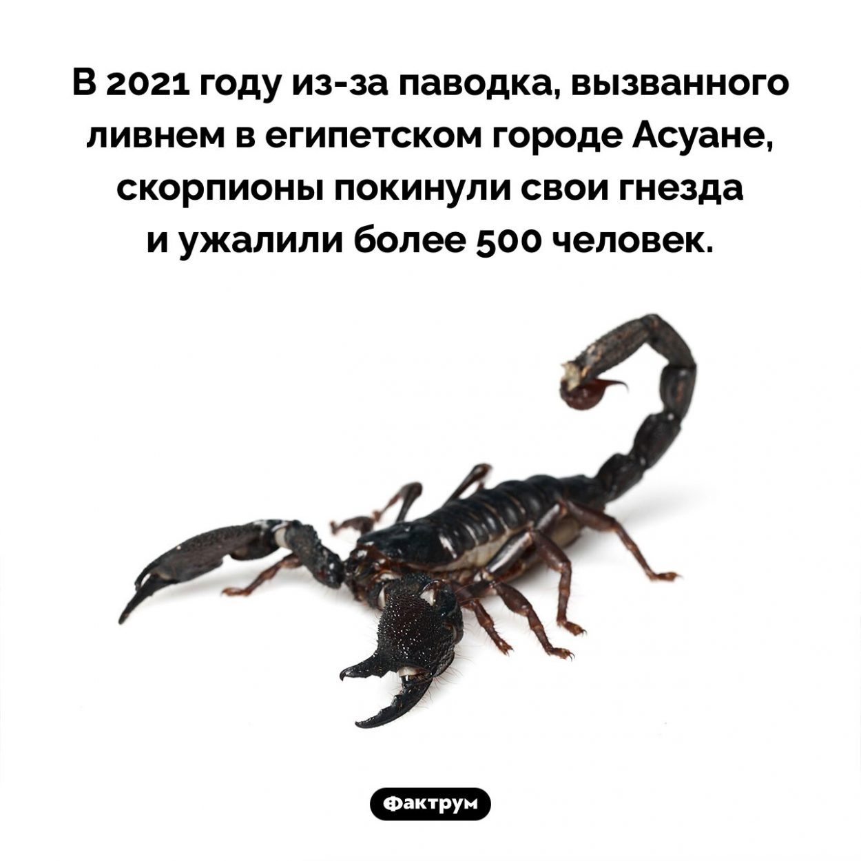 Нашествие скорпионов в Асуане. В 2021 году из-за паводка, вызванного ливнем в египетском городе Асуане, скорпионы покинули свои гнезда и ужалили более 500 человек.