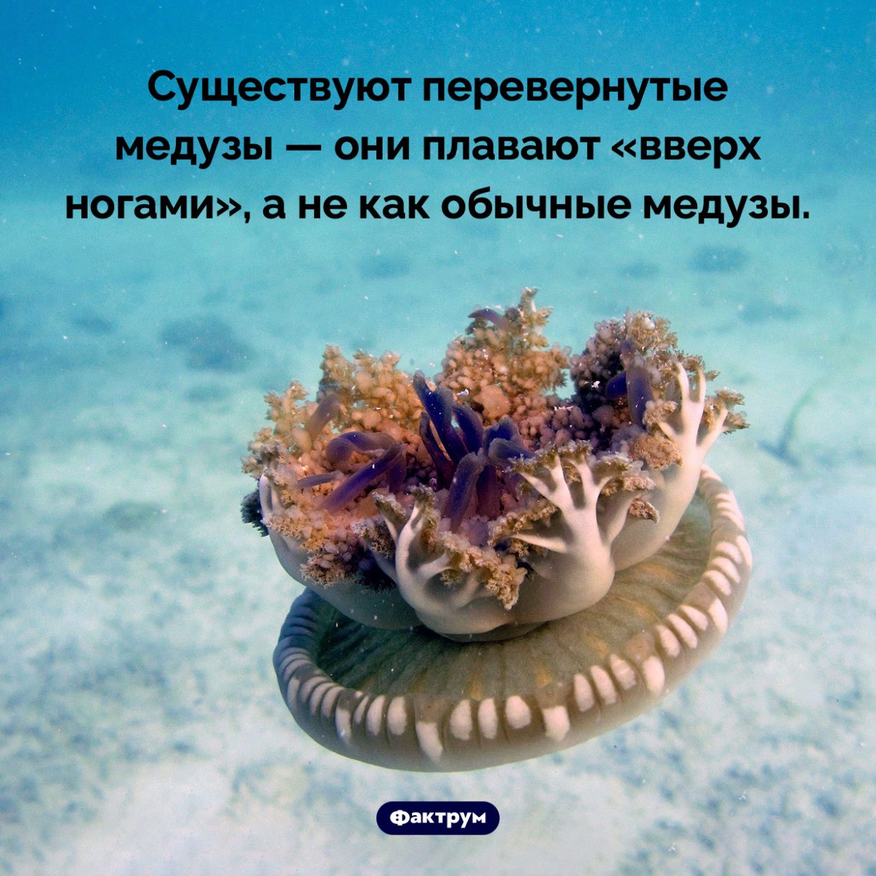 Перевернутые медузы. Существуют перевернутые медузы — они плавают «вверх ногами», а не как обычные медузы.