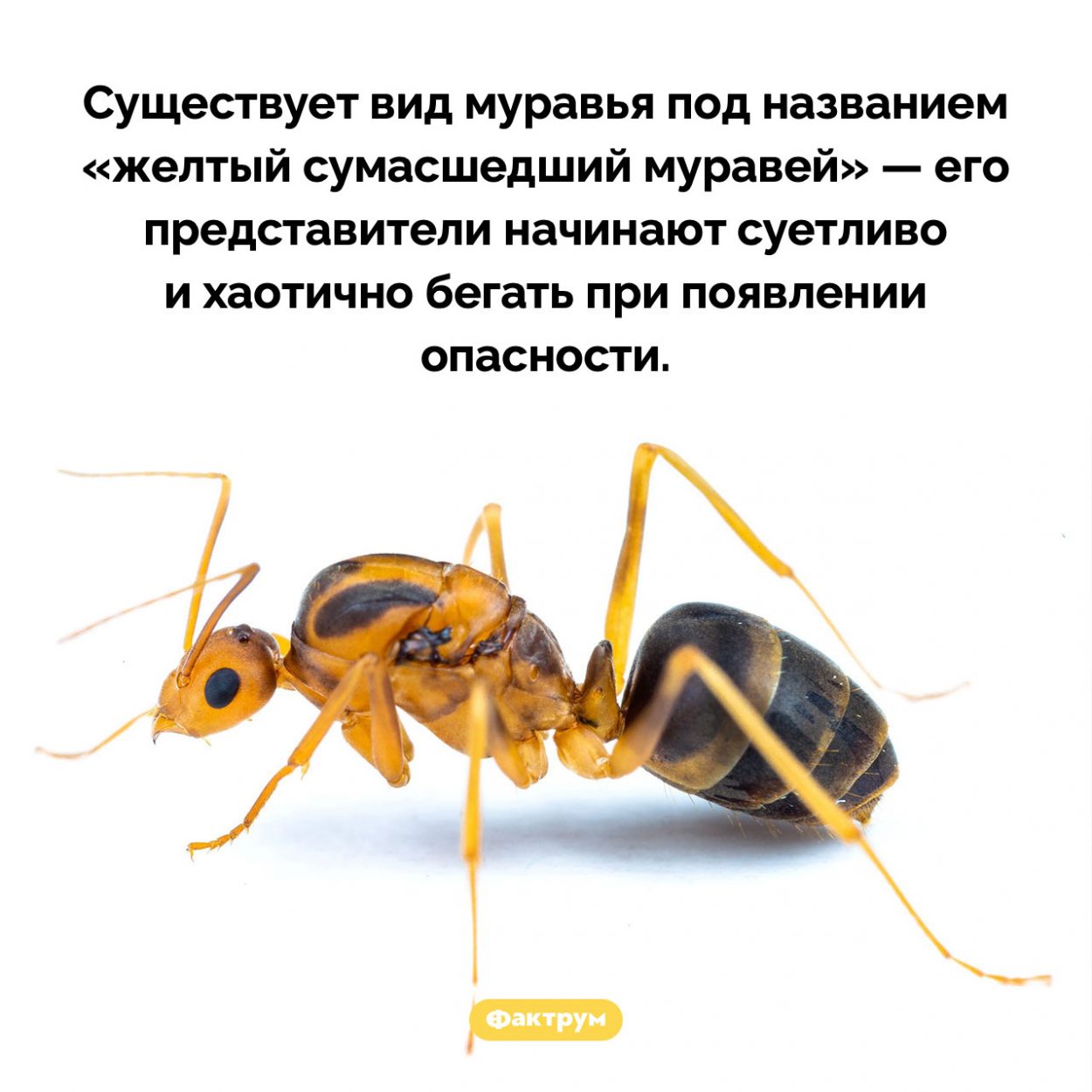 Сумасшедший муравей. Существует вид муравья под названием «желтый сумасшедший муравей» — его представители начинают суетливо и хаотично бегать при появлении опасности.