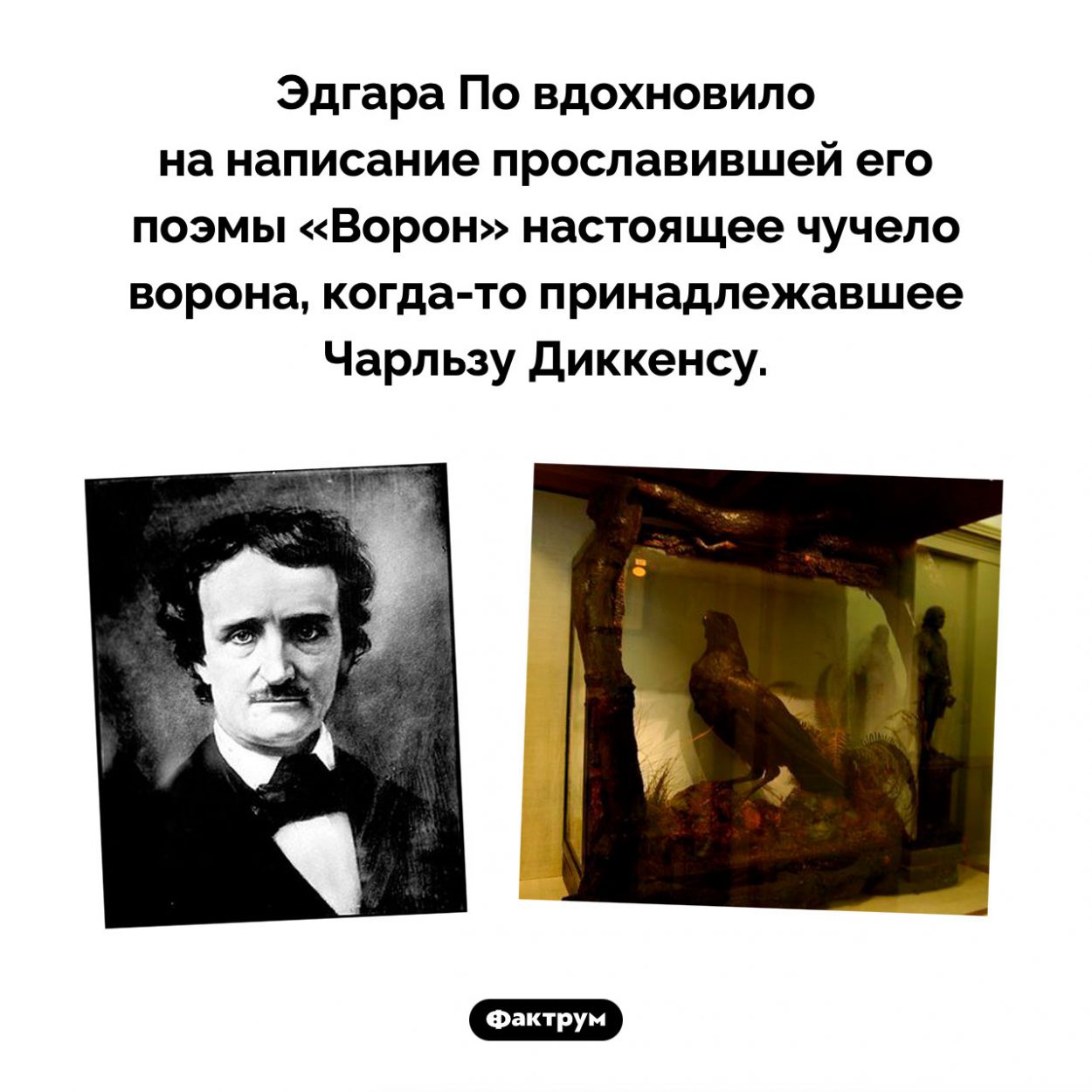 Ворон Диккенса и «Ворон» По. Эдгара По вдохновило на написание прославившей его поэмы «Ворон» настоящее чучело ворона, когда-то принадлежавшее Чарльзу Диккенсу.