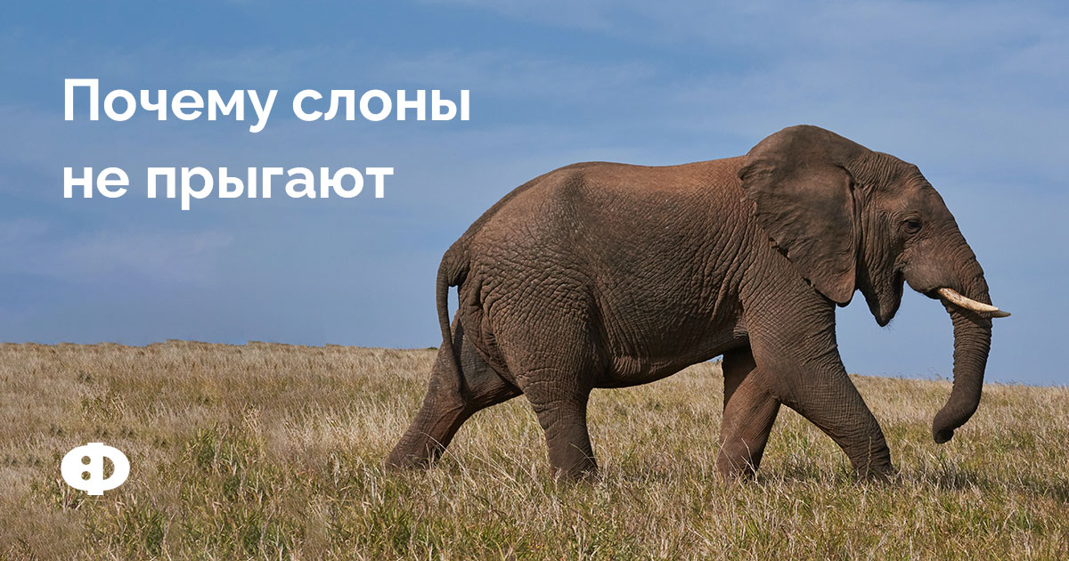 Почему слоны не прыгают