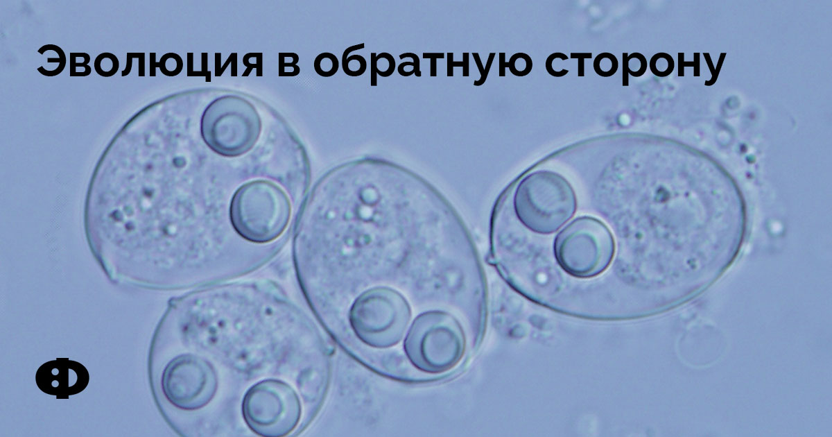 Эволюция в обратную сторону