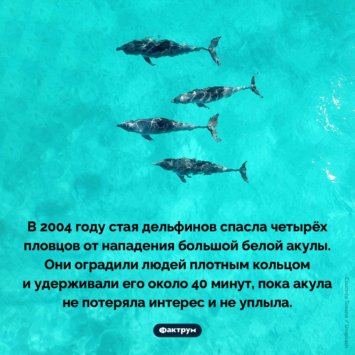 Дельфины могут спасать людей по собственной инициативе