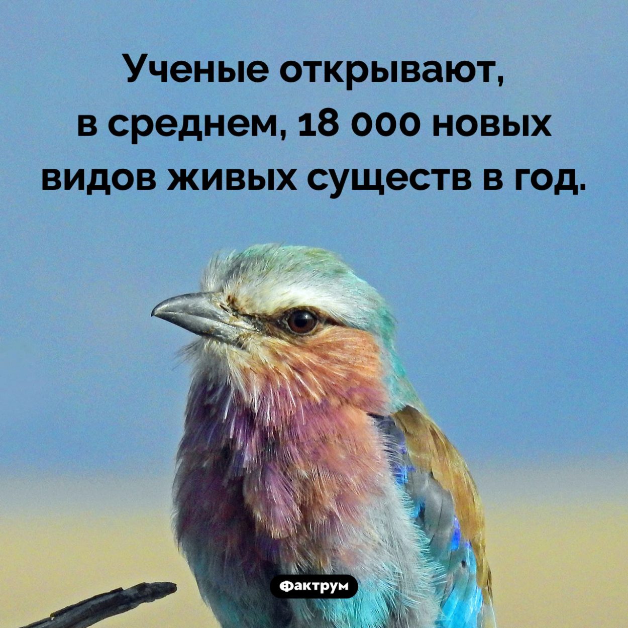 Как часто ученые открывают новые виды. Ученые открывают, в среднем, 18 000 новых видов живых существ в год.