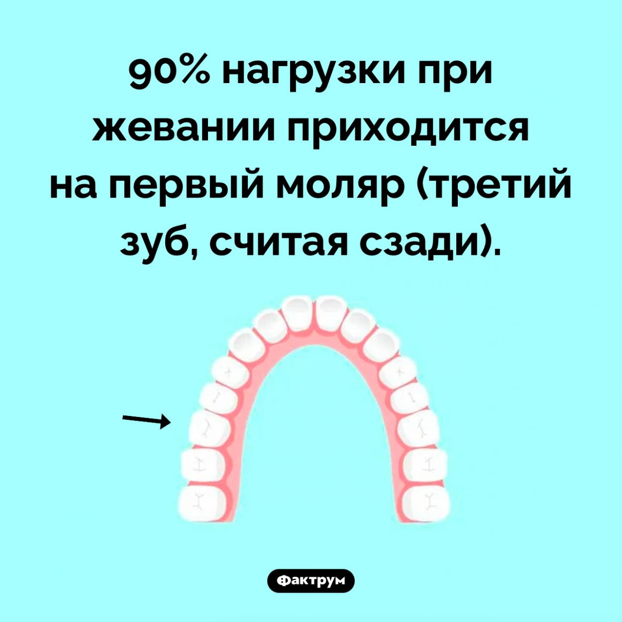 Каким зубом мы жуем. 90% нагрузки при жевании приходится на первый моляр (третий зуб, считая сзади).