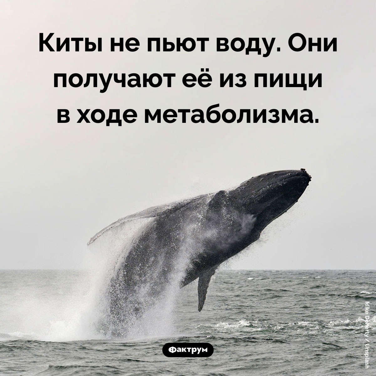 Киты не пьют воду