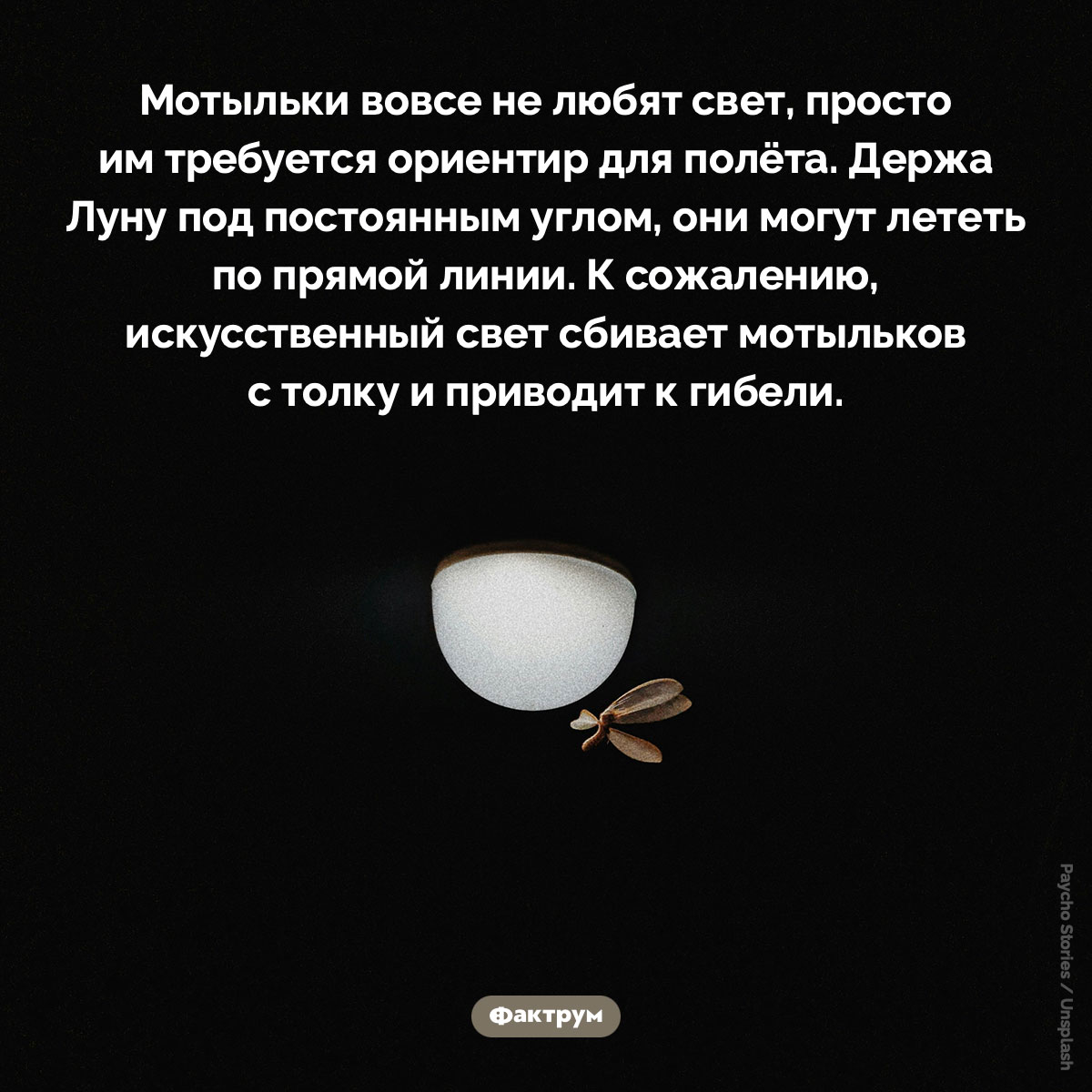 Мотыльки не любят свет