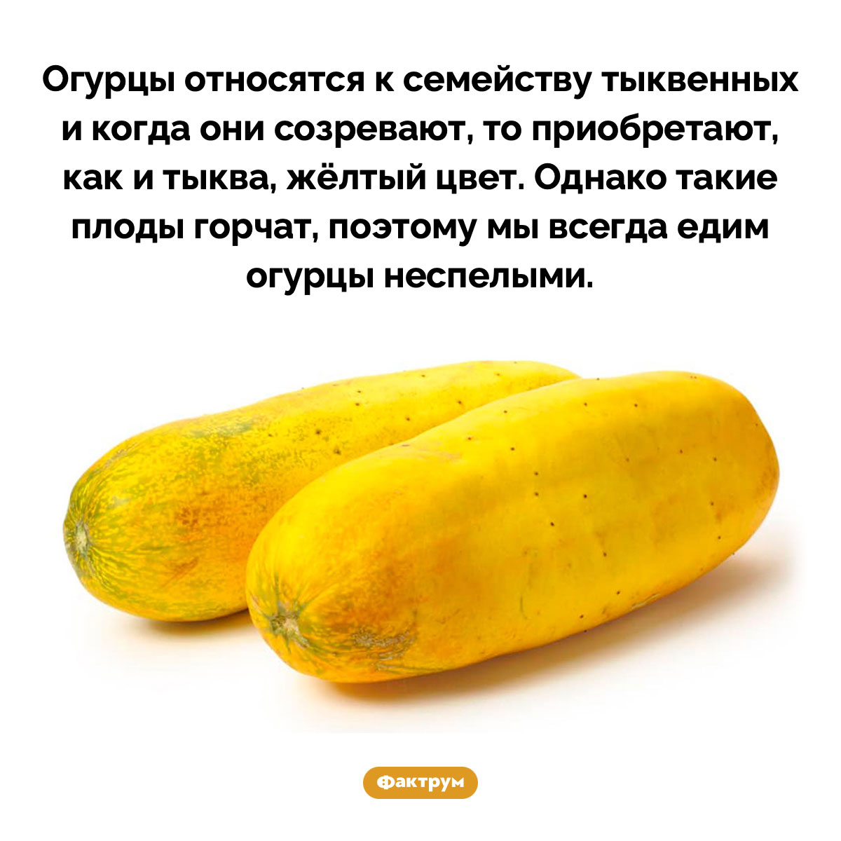 Огурцы — родственники тыквы. Огурцы относятся к семейству тыквенных и когда они созревают, то приобретают, как и тыква, жёлтый цвет. Однако такие плоды горчат, поэтому мы всегда едим огурцы неспелыми.