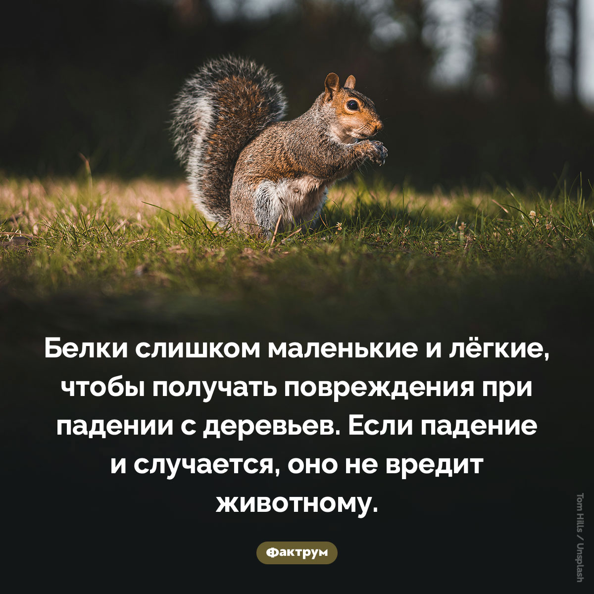 Падение с деревьев не наносит белкам вреда
