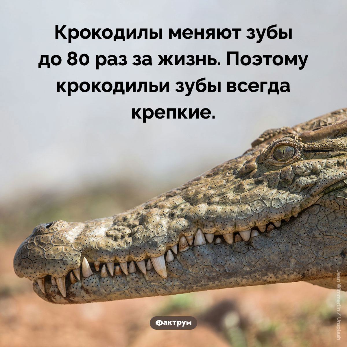 Почему у крокодила здоровые зубы