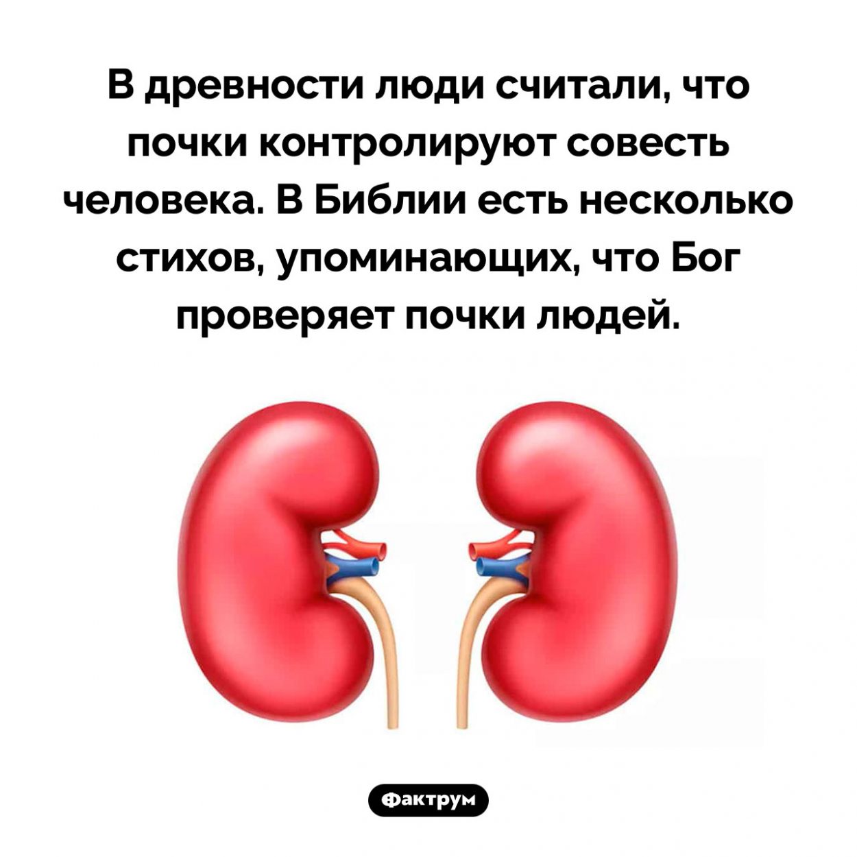 Почки и совесть. В древности люди считали, что почки контролируют совесть человека. В Библии есть несколько стихов, упоминающих, что Бог проверяет почки людей.