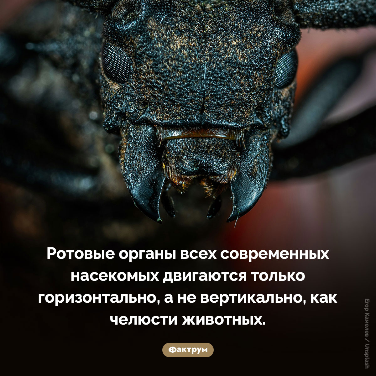 Ротовые органы всех современных насекомых двигаются только горизонтально