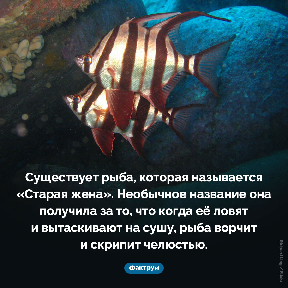 Рыба «Старая жена». Существует рыба, которая называется «Старая жена». Необычное название она получила за то, что когда её ловят и вытаскивают на сушу, рыба ворчит и скрипит челюстью.
