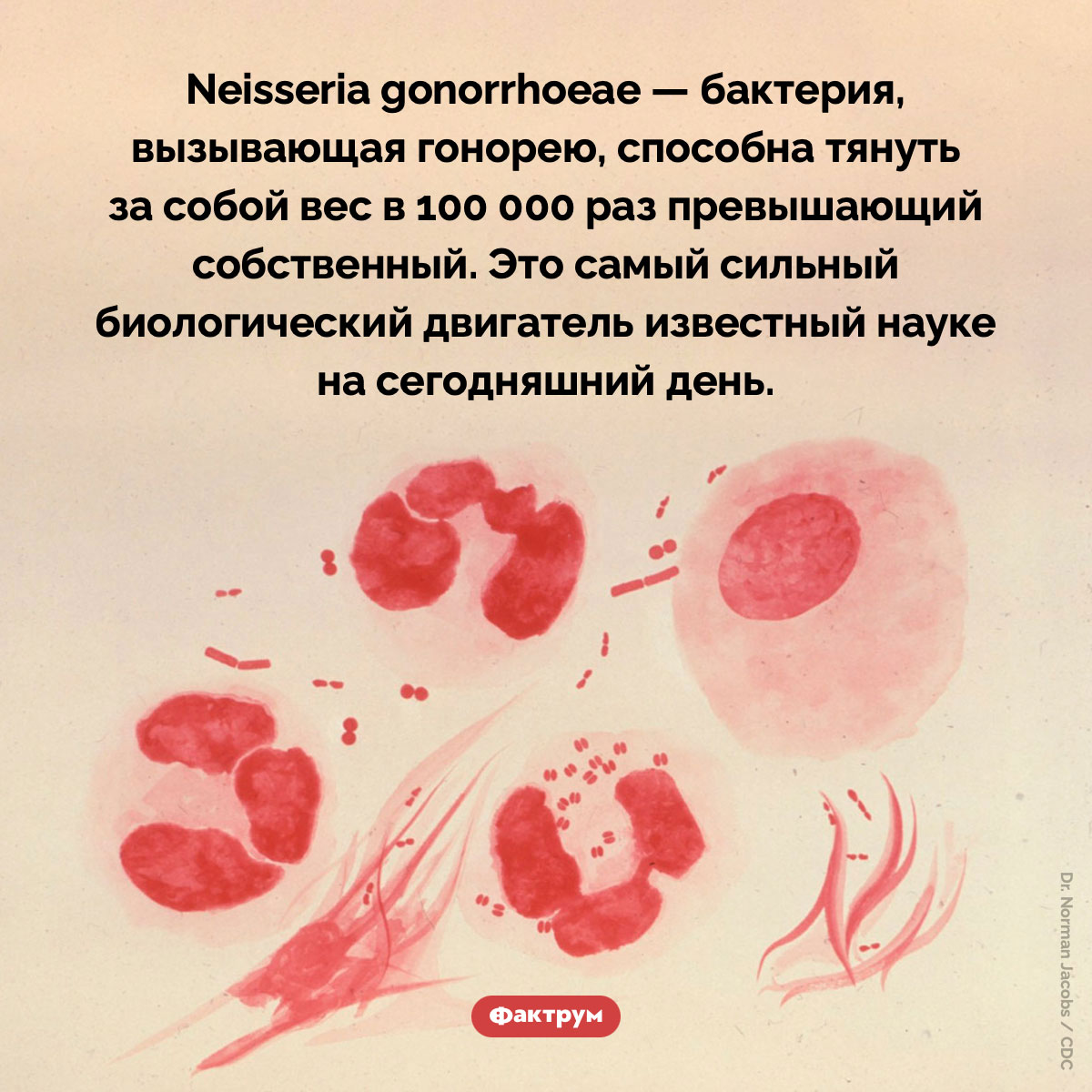 Самый сильный биологический двигатель на Земле — бактерия. Neisseria gonorrhoeae — бактерия, вызывающая гонорею, способна тянуть за собой вес в 100 000 раз превышающий собственный. Это самый сильный биологический двигатель известный науке на сегодняшний день.