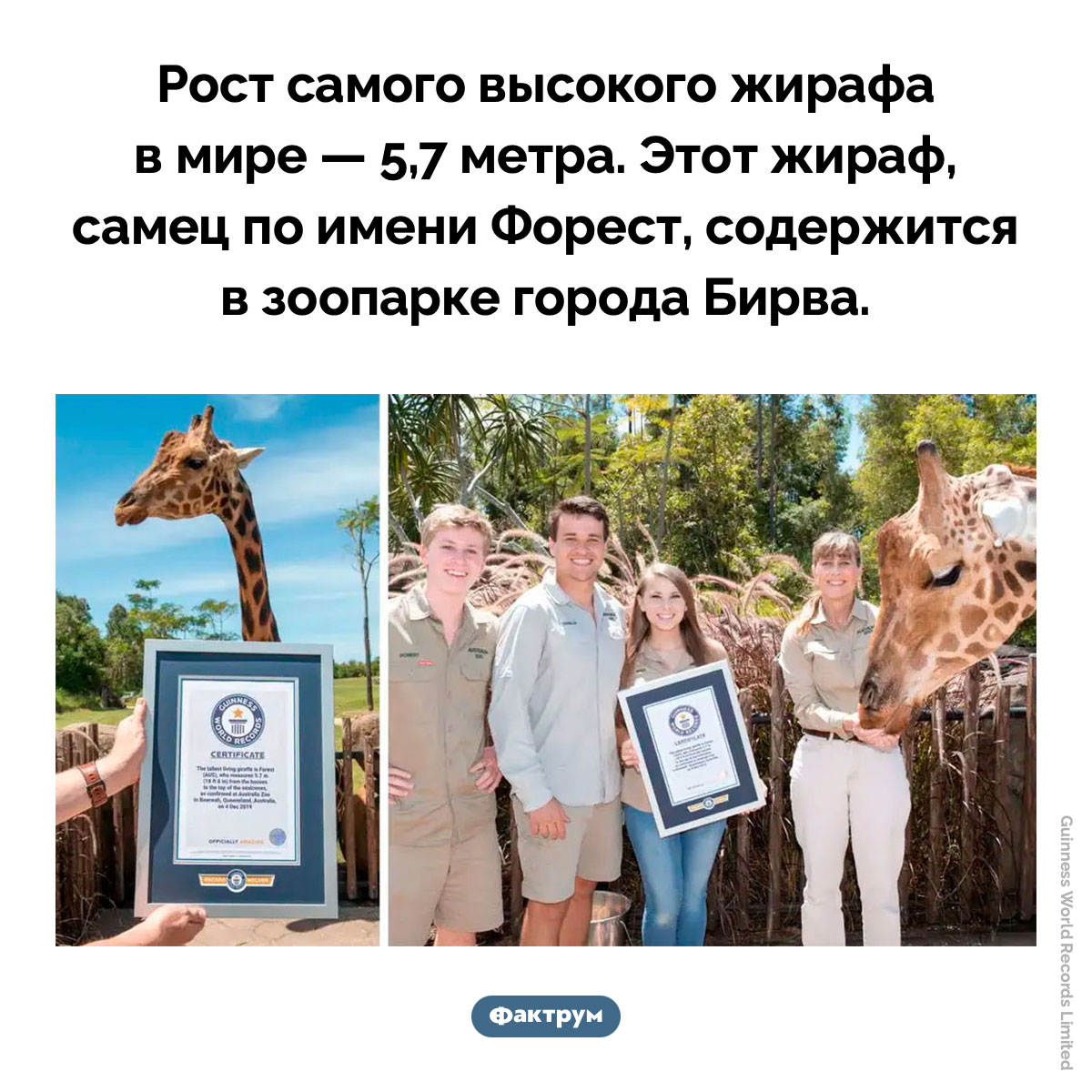 Самый высокий жираф в мире