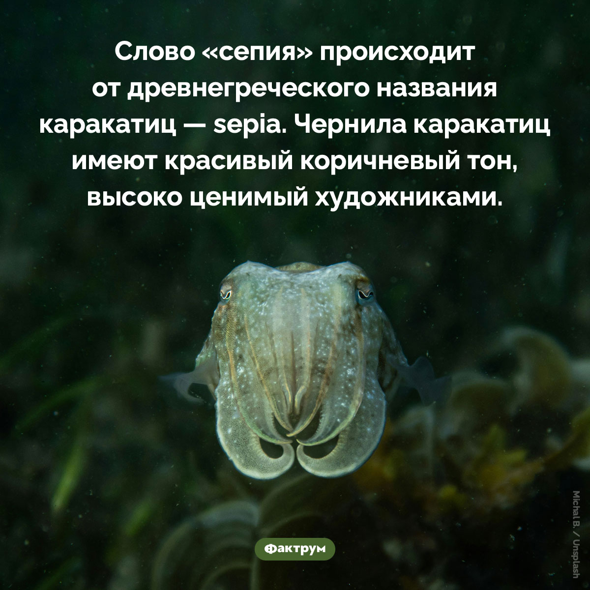 Слово «сепия» происходит от древнегреческого названия каракатиц