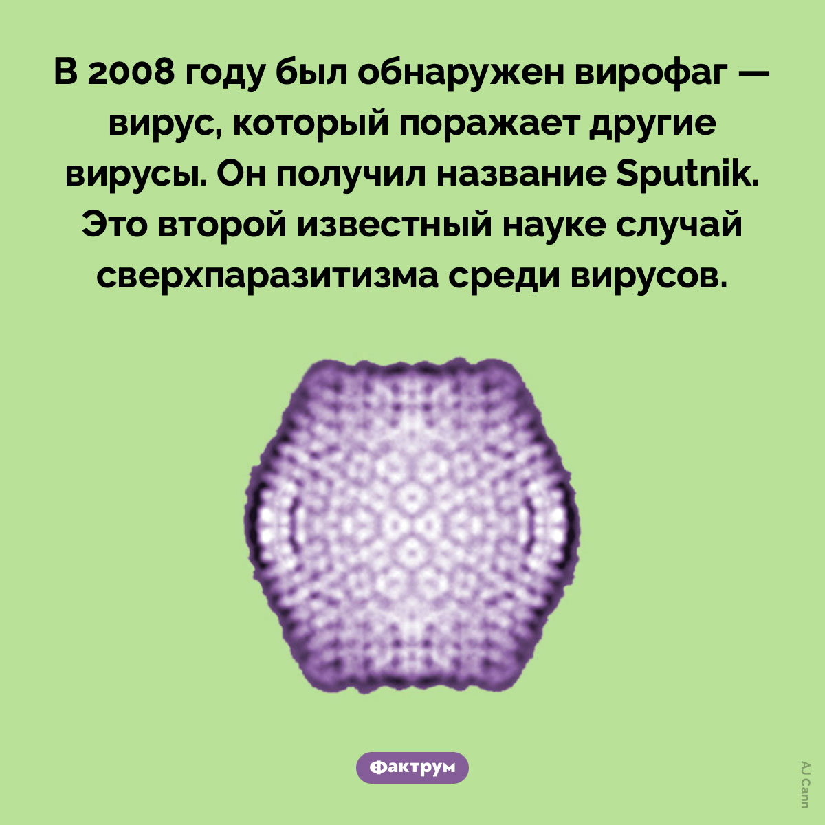 Sputnik — это вирус, заражающий вирусы. В 2008 году был обнаружен вирофаг — вирус, который поражает другие вирусы. Он получил название Sputnik. Это второй известный науке случай сверхпаразитизма среди вирусов.