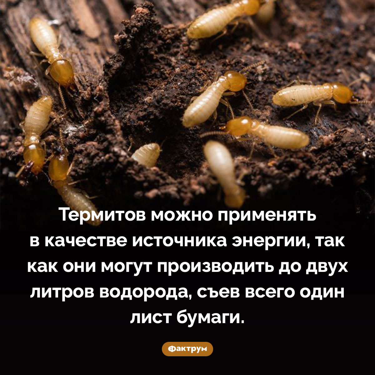 Термиты как источник энергии. Термитов можно применять в качестве источника энергии, так как они могут производить до двух литров водорода, съев всего один лист бумаги.