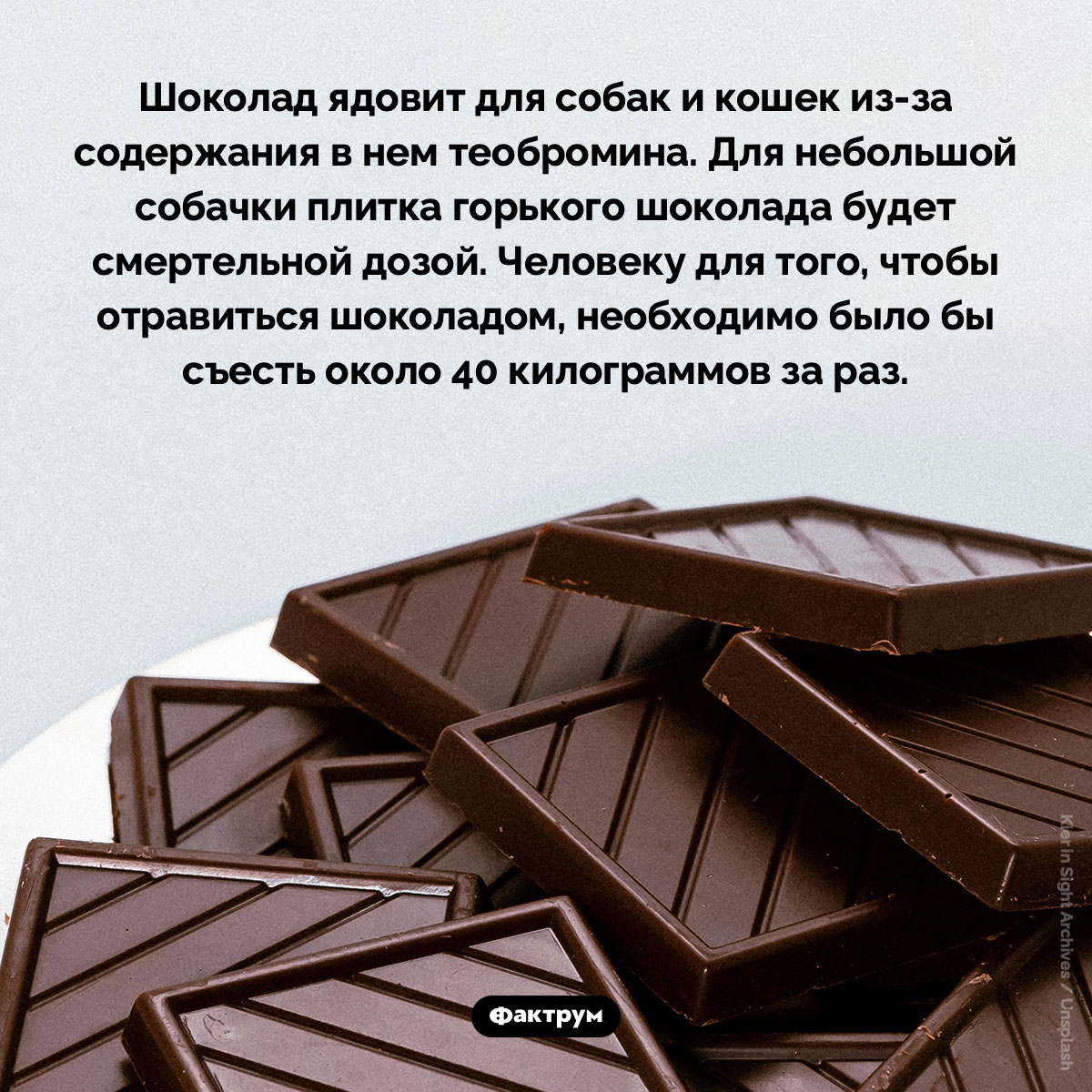 Ядовитый шоколад. Шоколад ядовит для собак и кошек из-за содержания в нем теобромина. Для небольшой собачки плитка горького шоколада будет смертельной дозой. Человеку для того, чтобы отравиться шоколадом, необходимо было бы съесть около 40 килограммов за раз.