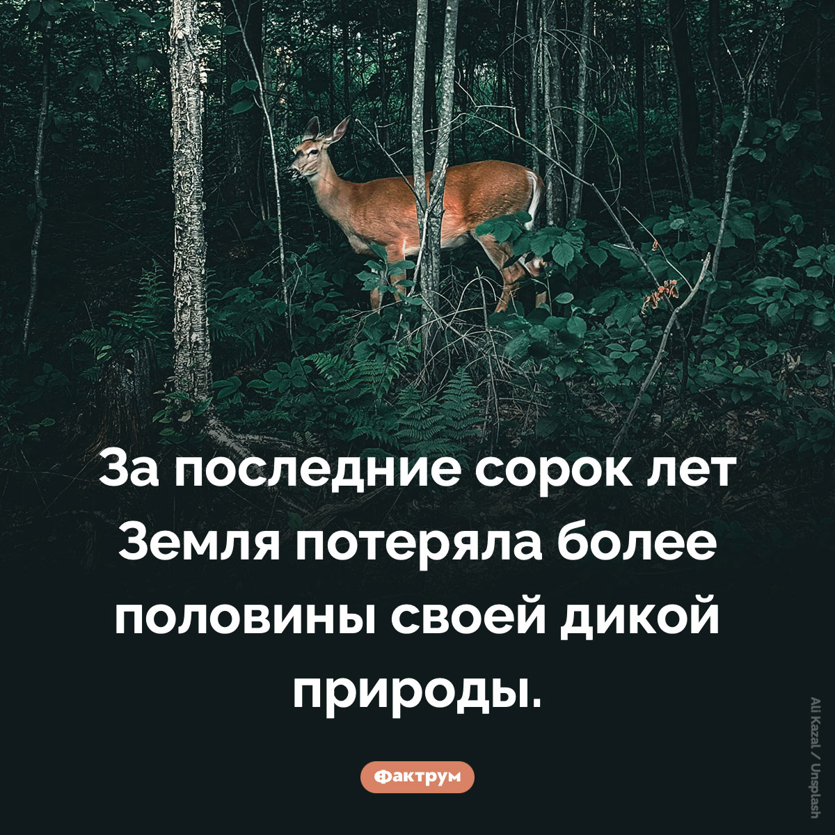 Земля потеряла более половины дикой природы за последние сорок лет