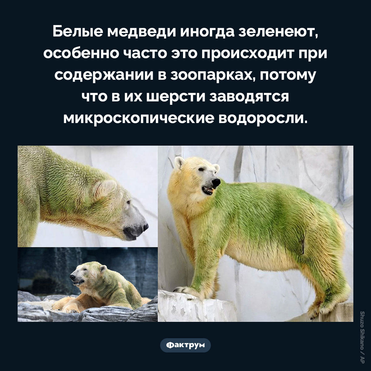 Белые медведи иногда зеленеют