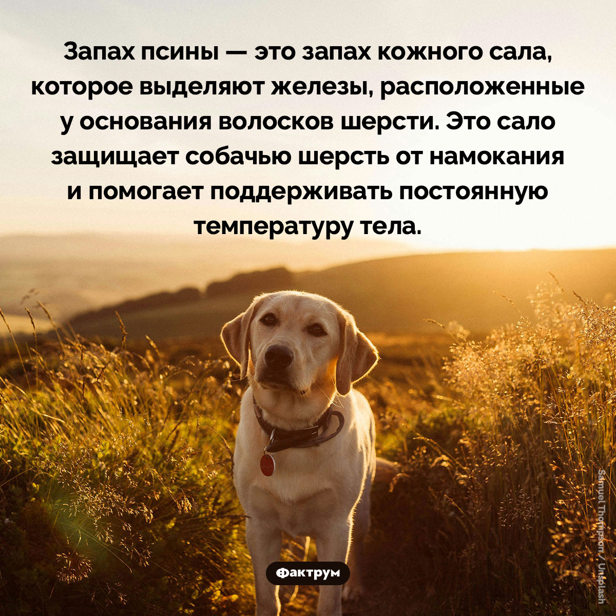 Чем пахнет собака