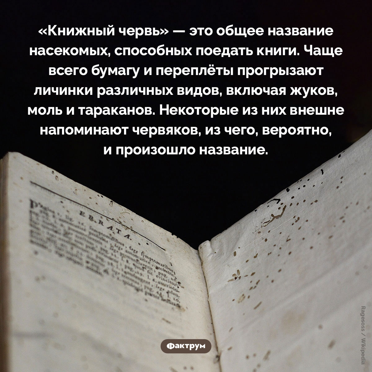 Что такое «книжный червь»