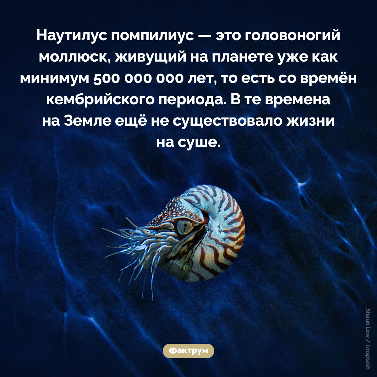 Что такое «Наутилус помпилиус». Наутилус помпилиус — это головоногий моллюск, живущий на планете уже как минимум 500 000 000 лет, то есть со времён кембрийского периода. В те времена на Земле ещё не существовало жизни на суше.