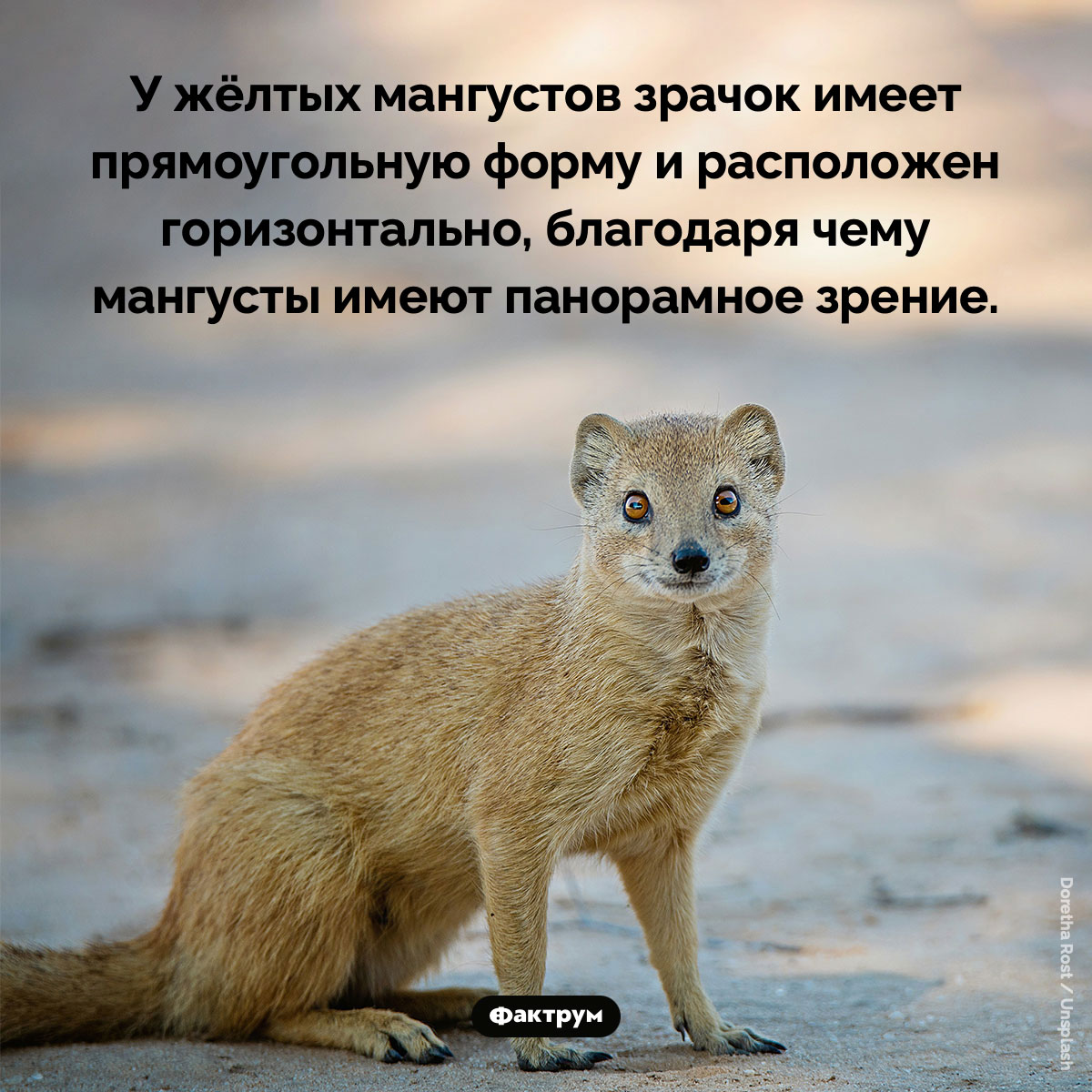 Глаза жёлтых мангустов. У жёлтых мангустов зрачок имеет прямоугольную форму и расположен горизонтально, благодаря чему мангусты имеют панорамное зрение.