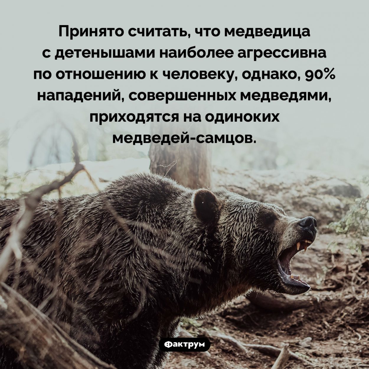 Какие медведи чаще всего нападают на людей. Принято считать, что медведица с детенышами наиболее агрессивна по отношению к человеку, однако, 90% нападений, совершенных медведями, приходятся на одиноких <nobr>медведей-самцов</nobr>.