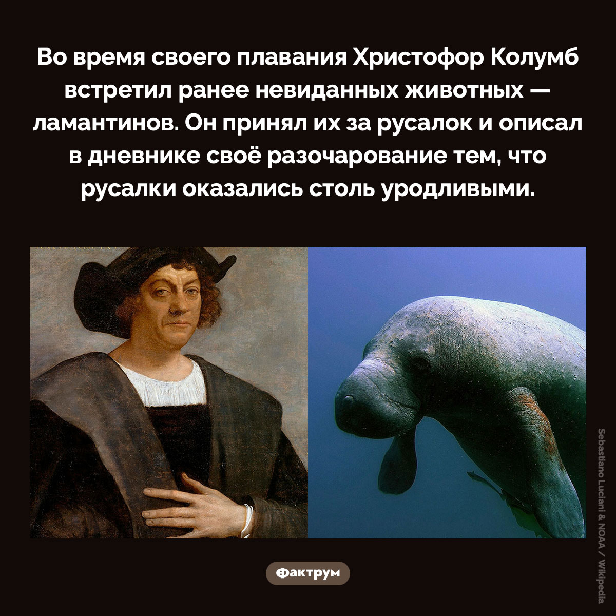 Колумб принял ламантинов за русалок. Во время своего плавания Христофор Колумб встретил ранее невиданных животных — ламантинов. Он принял их за русалок и описал в дневнике своё разочарование тем, что русалки оказались столь уродливыми.