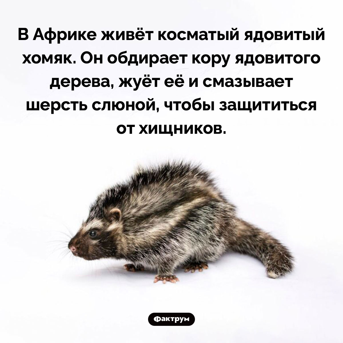 Косматый ядовитый хомяк