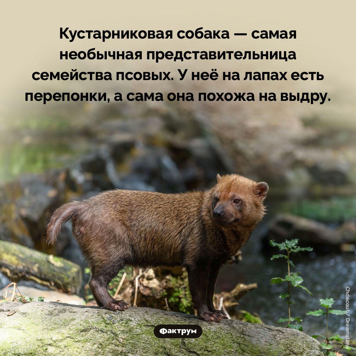Кустарниковая собака — самая необычная представительница семейства псовых. Кустарниковая собака — самая необычная представительница семейства псовых. У неё на лапах есть перепонки, а сама она похожа на выдру.
