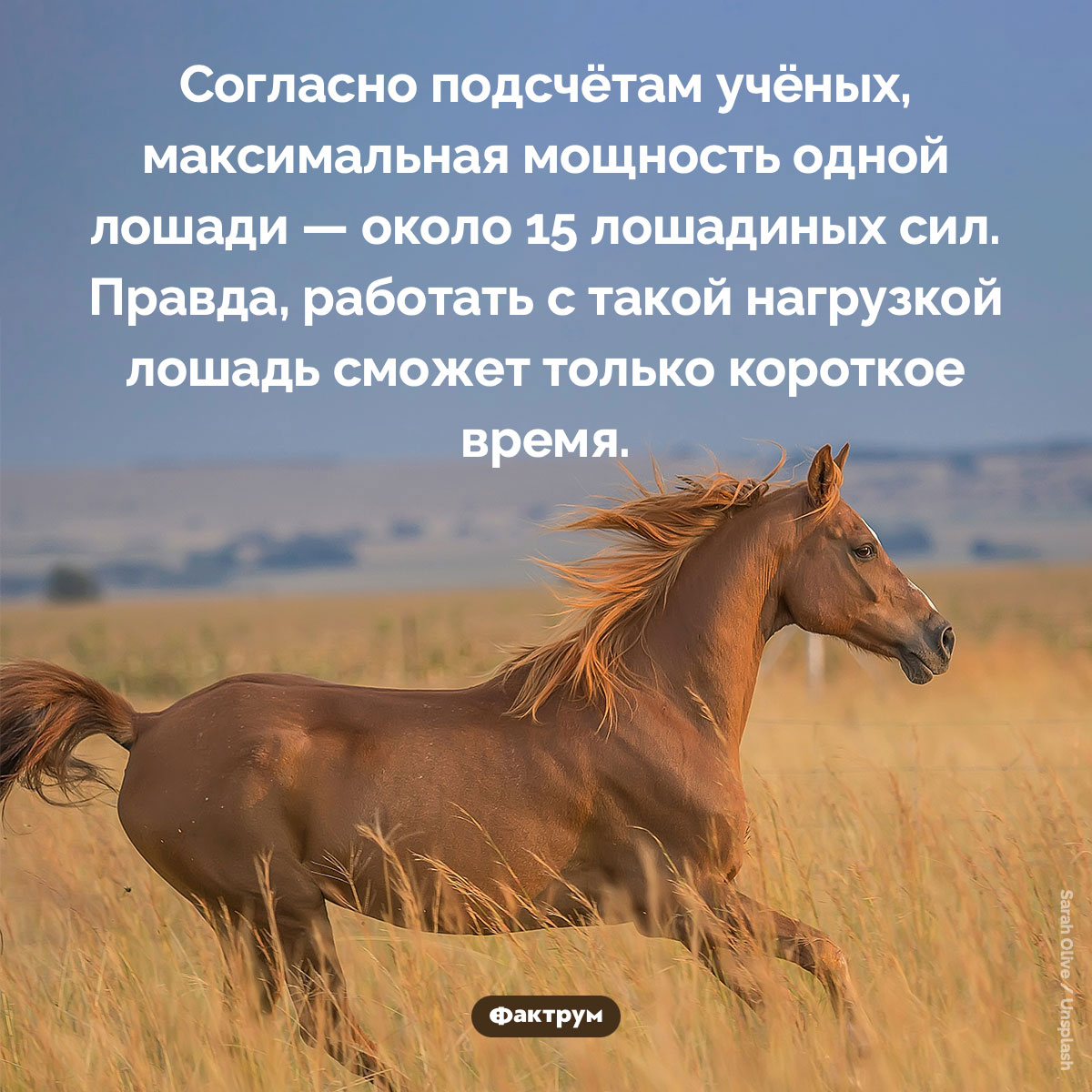 Лошадиная сила. Согласно подсчётам учёных, максимальная мощность одной лошади — около 15 лошадиных сил. Правда, работать с такой нагрузкой лошадь сможет только короткое время.