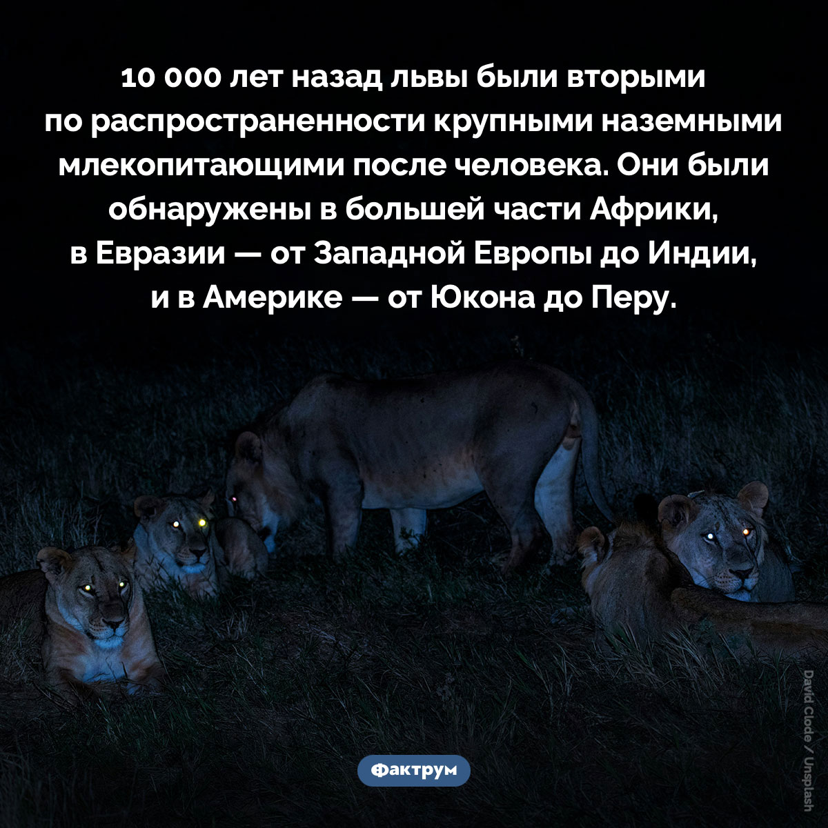 Львы 10 000 лет назад. 10 000 лет назад львы были вторыми по распространенности крупными наземными млекопитающими после человека. Они были обнаружены в большей части Африки, в Евразии — от Западной Европы до Индии, и в Америке — от Юкона до Перу.