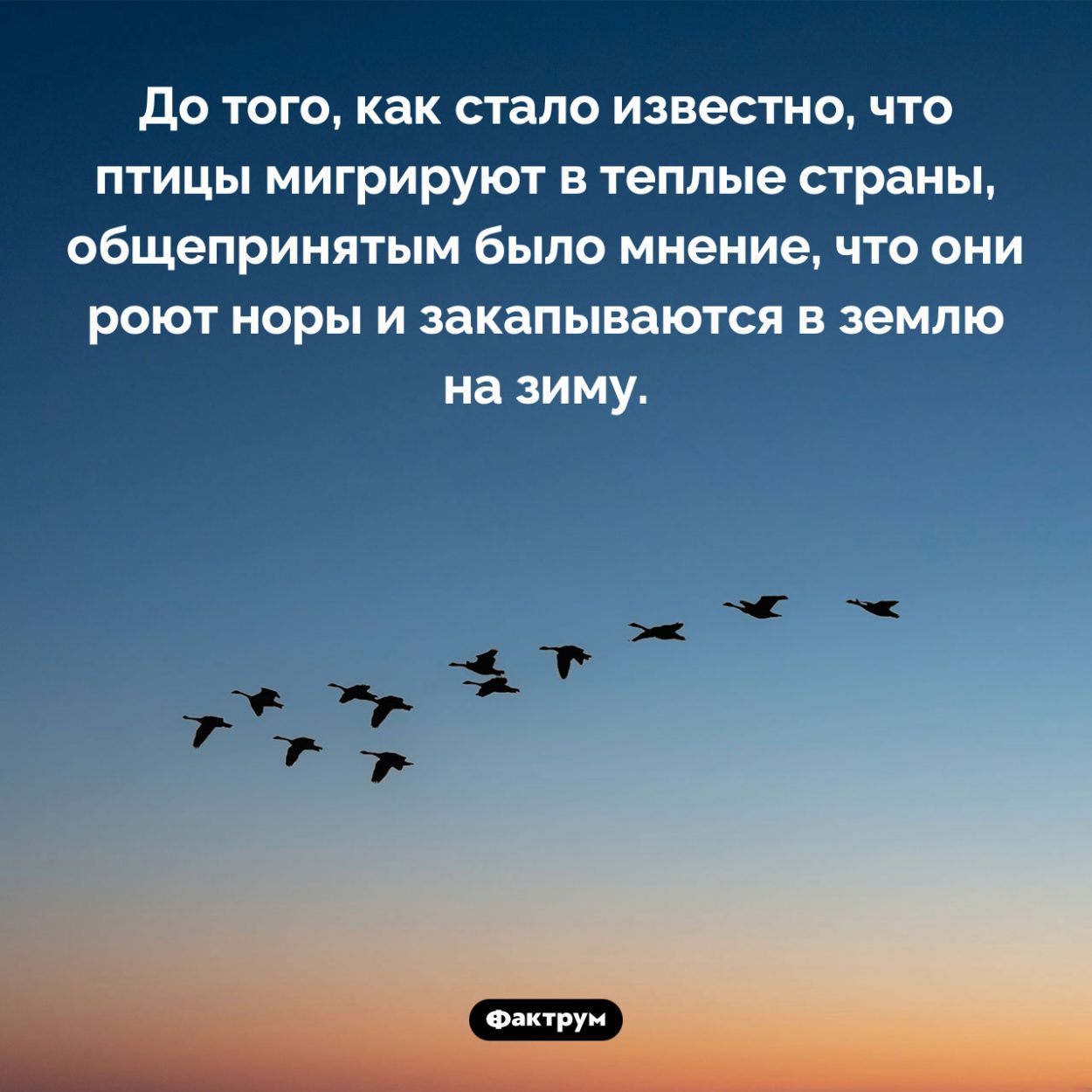 Люди считали, что птицы прячутся в норы. До того, как стало известно, что птицы мигрируют в теплые страны, общепринятым было мнение, что они роют норы и закапываются в землю на зиму.