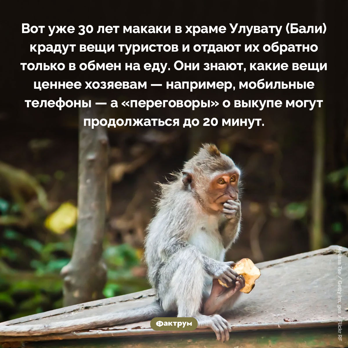Макаки-воры из храма Улувату. Вот уже 30 лет макаки в храме Улувату (Бали) крадут вещи туристов и отдают их обратно только в обмен на еду. Они знают, какие вещи ценнее хозяевам — например, мобильные телефоны — а «переговоры» о выкупе могут продолжаться до 20 минут.