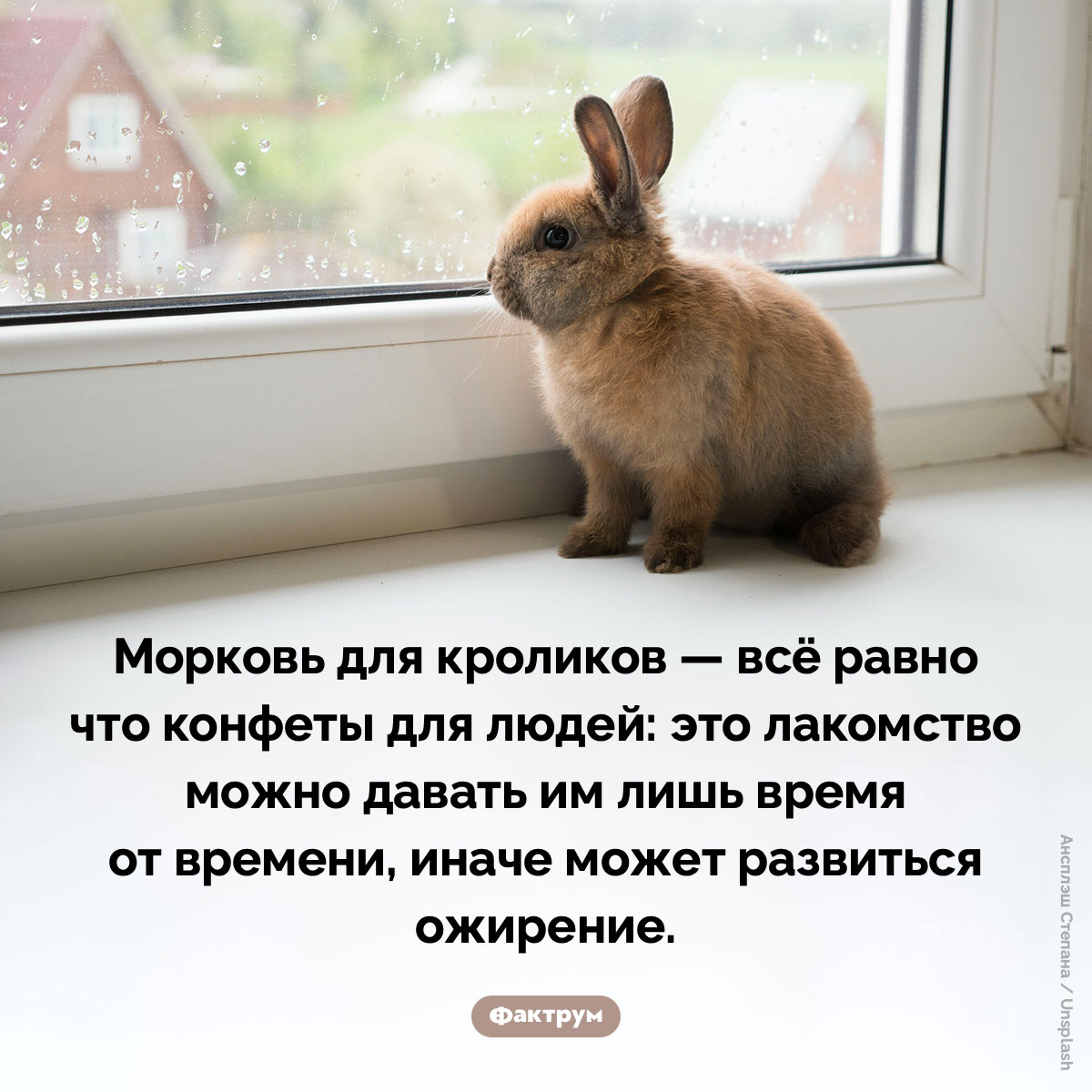 Можно ли давать морковь кроликам. Морковь для кроликов — всё равно что конфеты для людей: это лакомство можно давать им лишь время от времени, иначе может развиться ожирение.