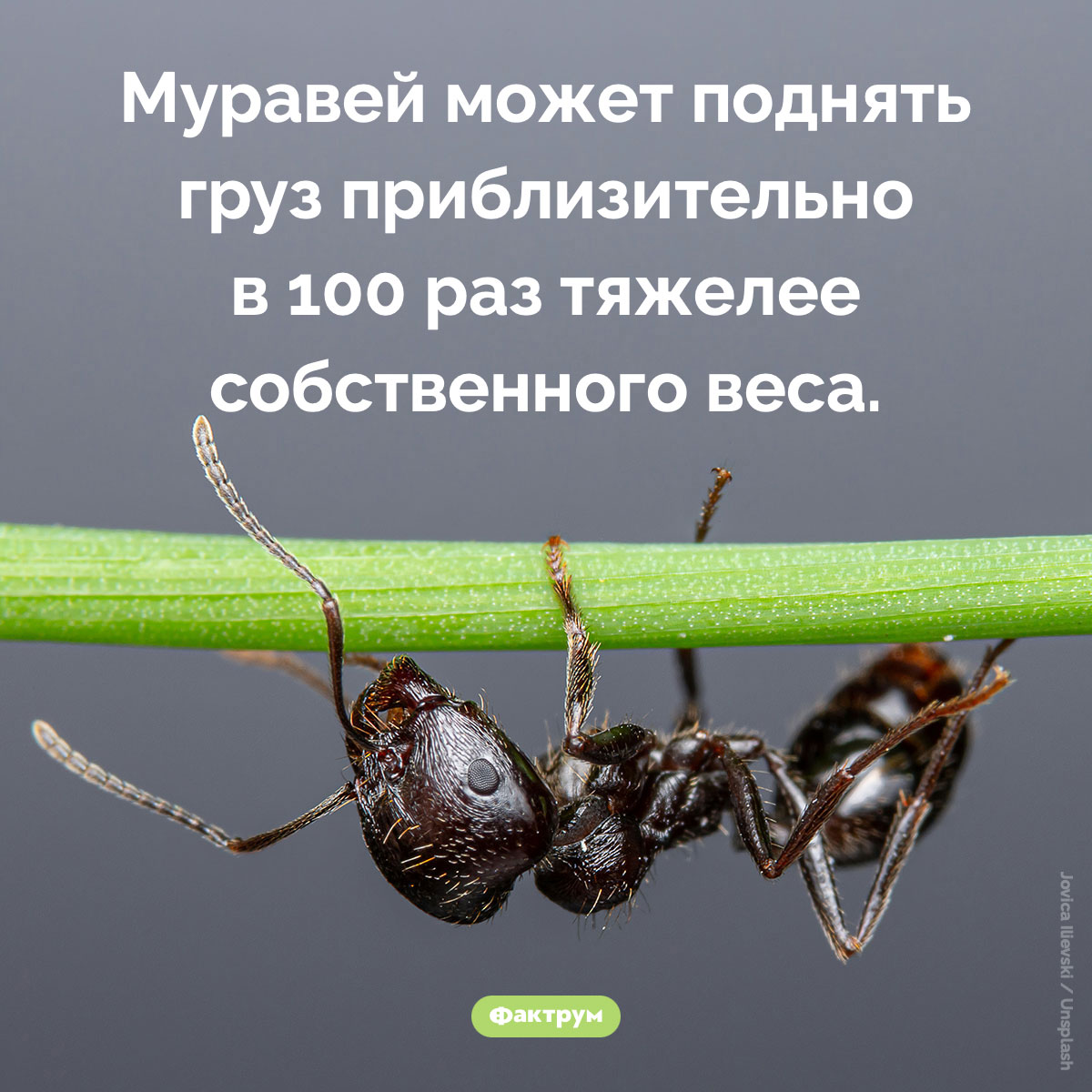 Муравей может поднять груз приблизительно в 100 раз тяжелее собственного веса. Муравей может поднять груз приблизительно в 100 раз тяжелее собственного веса.